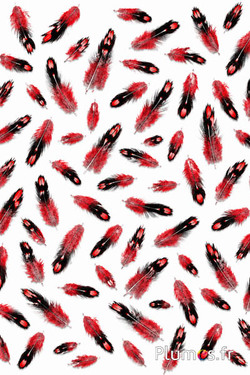 Haan Sonnerat - 1-3 cm - rood